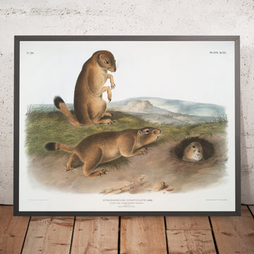 A framed image of 