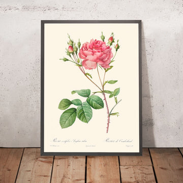 Rosa Centifolia Anglica Rubra di Pierre-Joseph Redouté 1817 