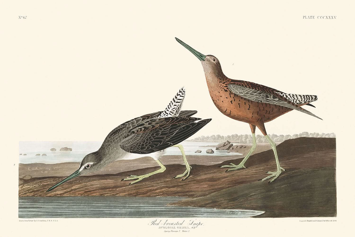 Red-breasted Snipe by John James Audubon, 1827