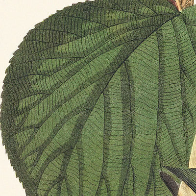 Kiefern-Sumpfsänger von John James Audubon, 1827 