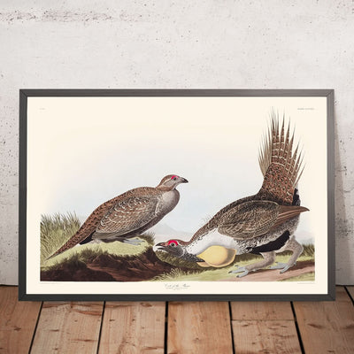 El Gallo de las Llanuras por John James Audubon, 1827 