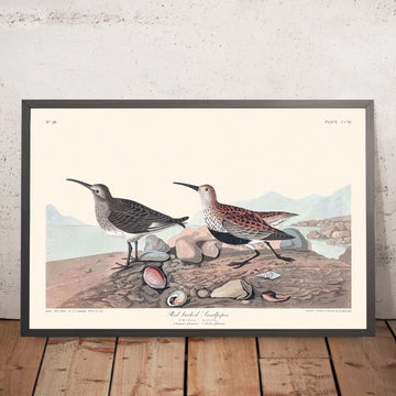 Piro piro dal dorso rosso di John James Audubon, 1827 