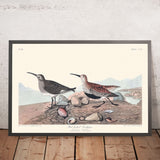 Piro piro dal dorso rosso di John James Audubon, 1827 