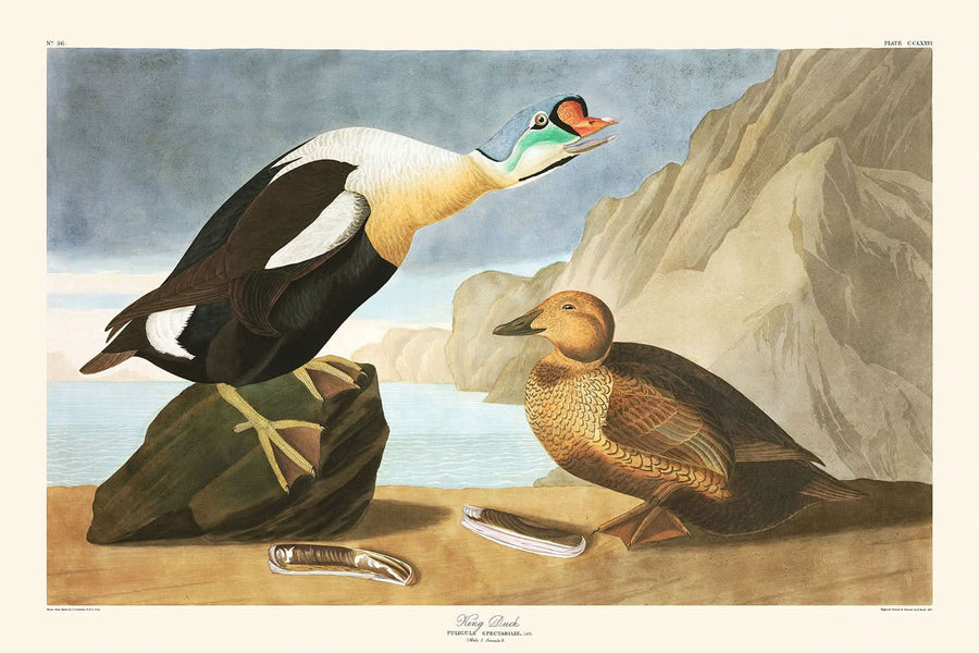 Re Anatra di John James Audubon, 1827 
