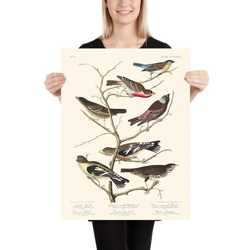 Lazuli-Fink, Rothals-Bullfinch, Graukopf-Zilpzalp, Kuhstallvogel, Abendgrosbeak, Brauner Langspur von John James Audubon, 1827 