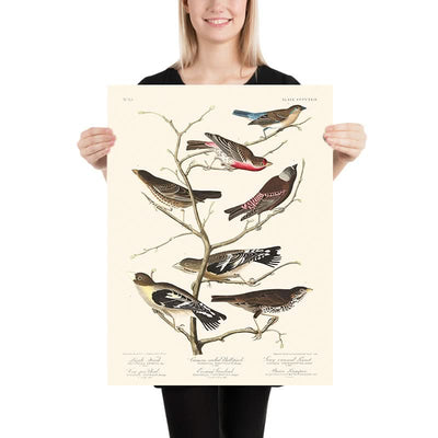 Lazuli-Fink, Rothals-Bullfinch, Graukopf-Zilpzalp, Kuhstallvogel, Abendgrosbeak, Brauner Langspur von John James Audubon, 1827 
