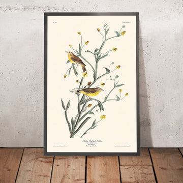 Giallo Red-poll Warbler di John James Audubon, 1827 