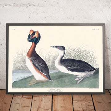 Horned Grebe von John James Audubon, 1827 