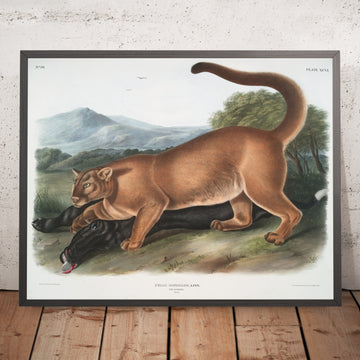 A framed image of 