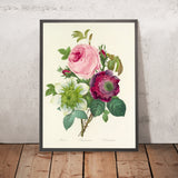 Rose, Anemone and Clematis (Plate 95) by Pierre Joseph Redouté, 1827