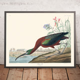 Ibis lucido di John James Audubon, 1827 