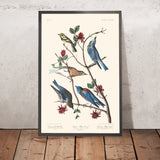 Paruline de Townsend, Oiseau bleu de l'Arctique, Oiseau bleu de l'Ouest par John James Audubon, 1827 