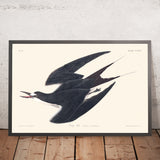 Ternoso Sooty por John James Audubon, 1827 