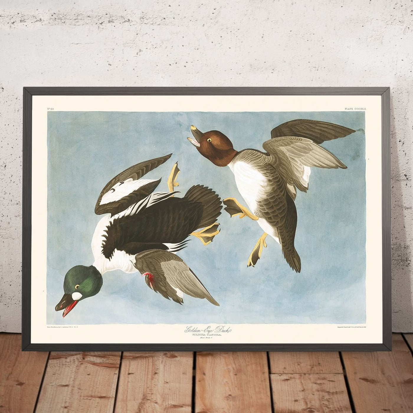 Goldaugenente (Tafel 342) von John James Audubon, 1827 