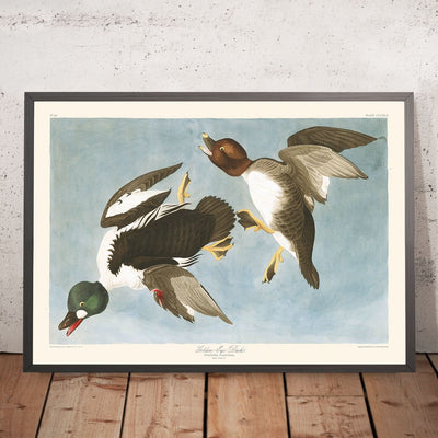 Goldaugenente (Tafel 342) von John James Audubon, 1827 