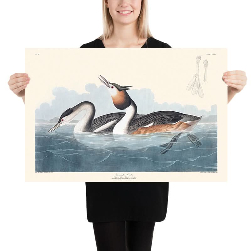 Haubentaucher von John James Audubon, 1827 