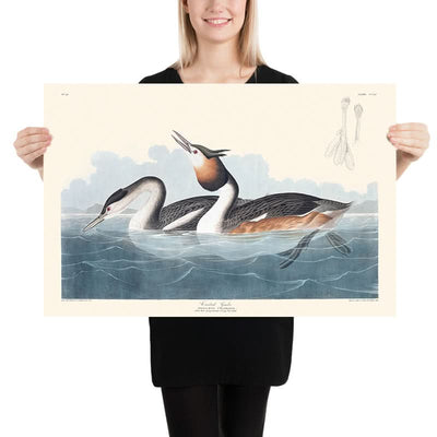 Haubentaucher von John James Audubon, 1827 