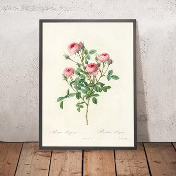 A framed image of Rosa Pomponia by Pierre Joseph Redouté, 1817
