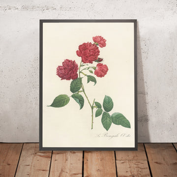 A framed image of Rosa indica caryophyllea by Pierre Joseph Redouté, 1817