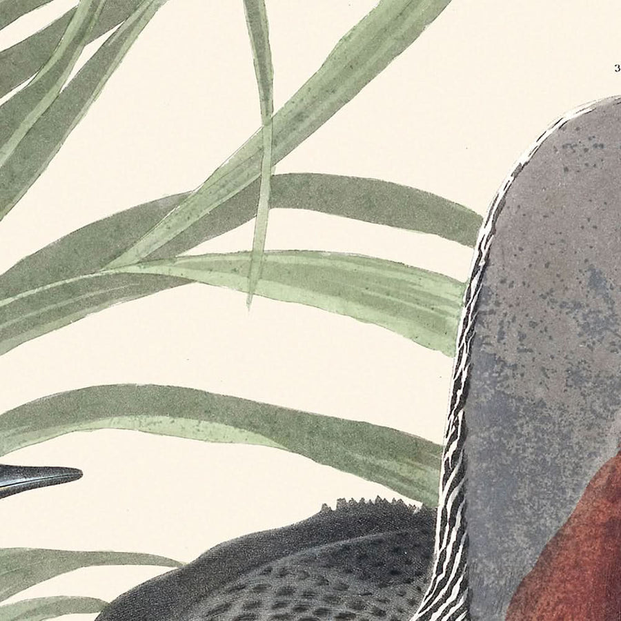 Uccello dal collo rosso di John James Audubon, 1827 