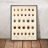 Beetles (Coleoptera, Plate 280) by Frederick DuCane Godman, 1879