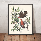 Zenaida Dove por John James Audubon 1827 