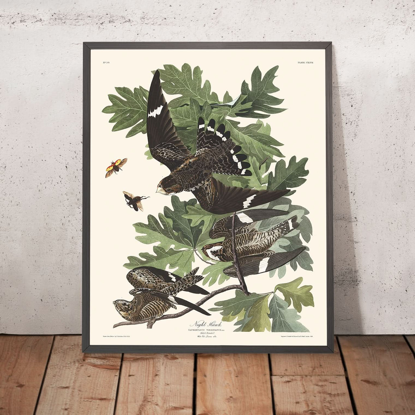 Le faucon de nuit de John James Audubon, 1827