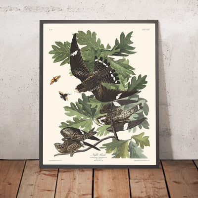 Le faucon de nuit de John James Audubon, 1827