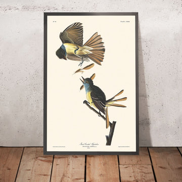 Great Crested Flycatcher by John James Audubon, 1827