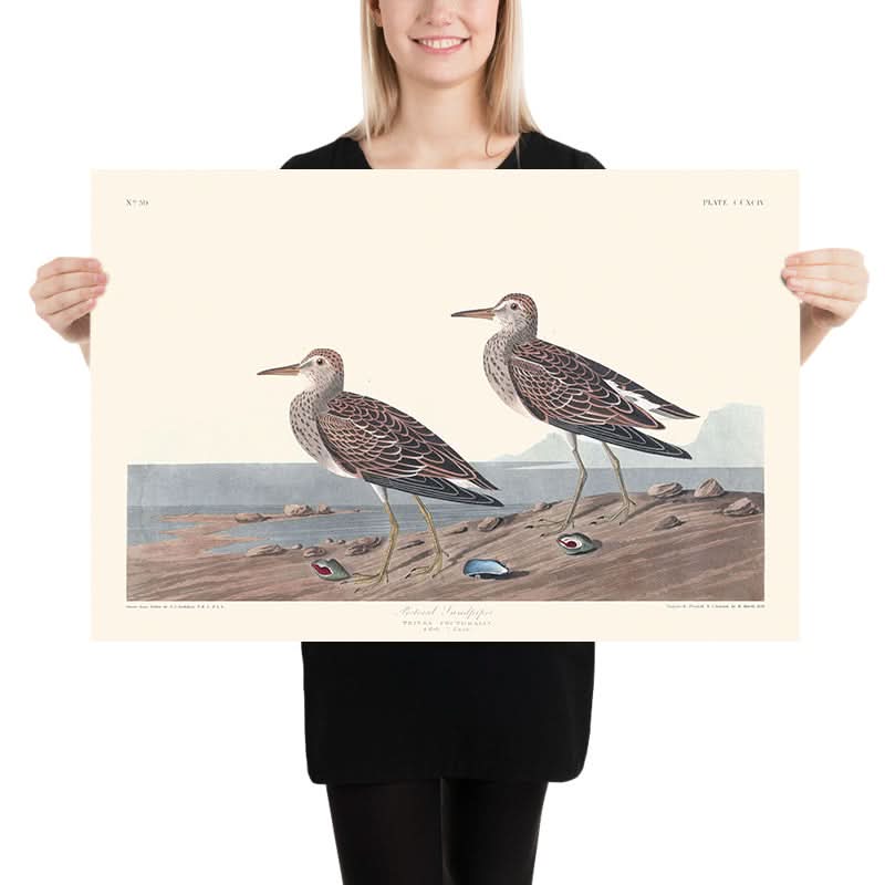 Pectoral Sandpiper by John James Audubon, 1827