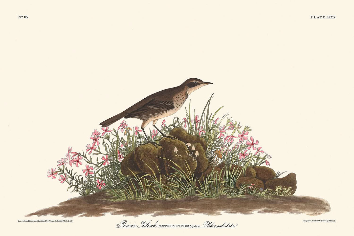Prairie Titlark by John James Audubon, 1827