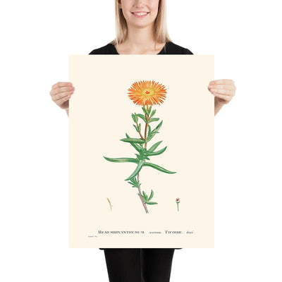 Golden Fig-Marigold by Pierre-Joseph Redouté, 1802