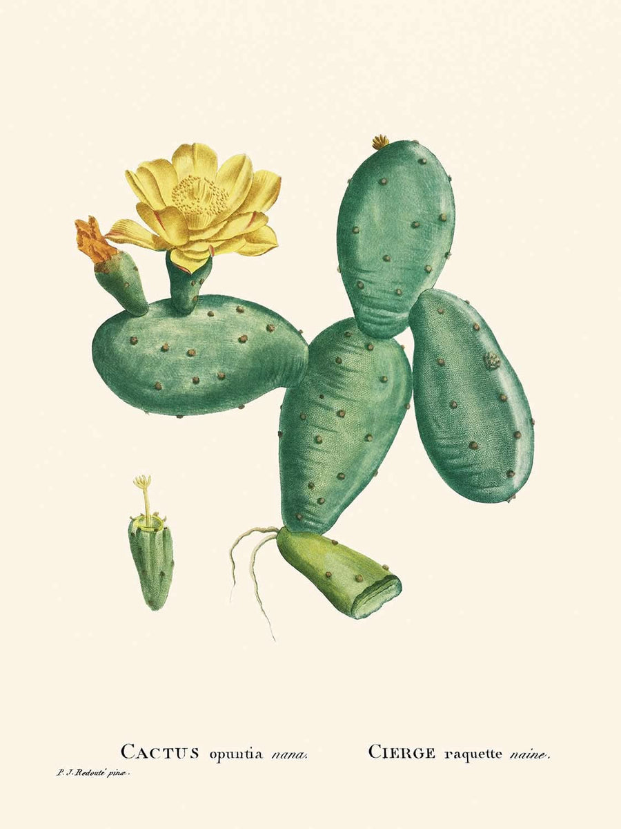 Cactus Opuntia Nana di Pierre-Joseph Redouté, 1802 