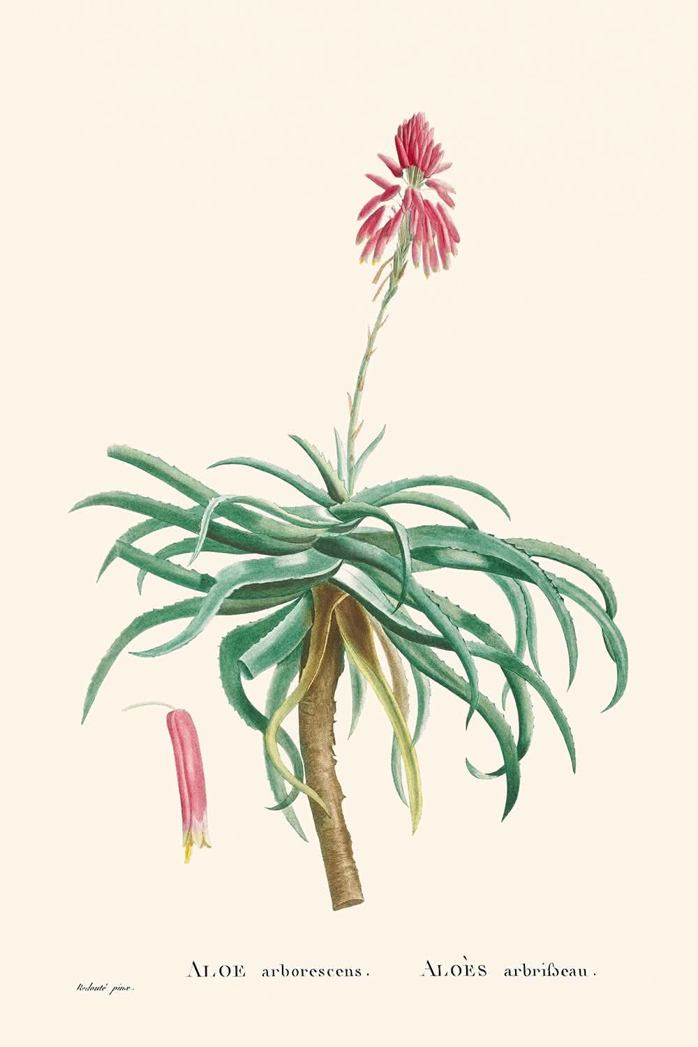 Candelabro Aloe de Pierre-Joseph Redouté, 1802