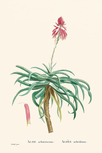 Candelabro Aloe de Pierre-Joseph Redouté, 1802