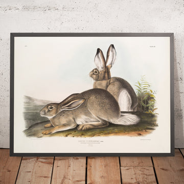 A framed image of 