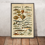 Peces de Adolphe Millot, 1890 
