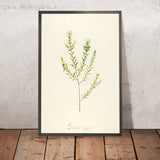 Pimelea linifolia (Plate 31) by Pierre Joseph Redouté, 1813