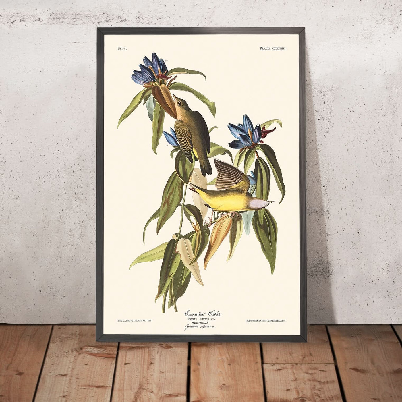 Gorrión de Connecticut por John James Audubon, 1827 