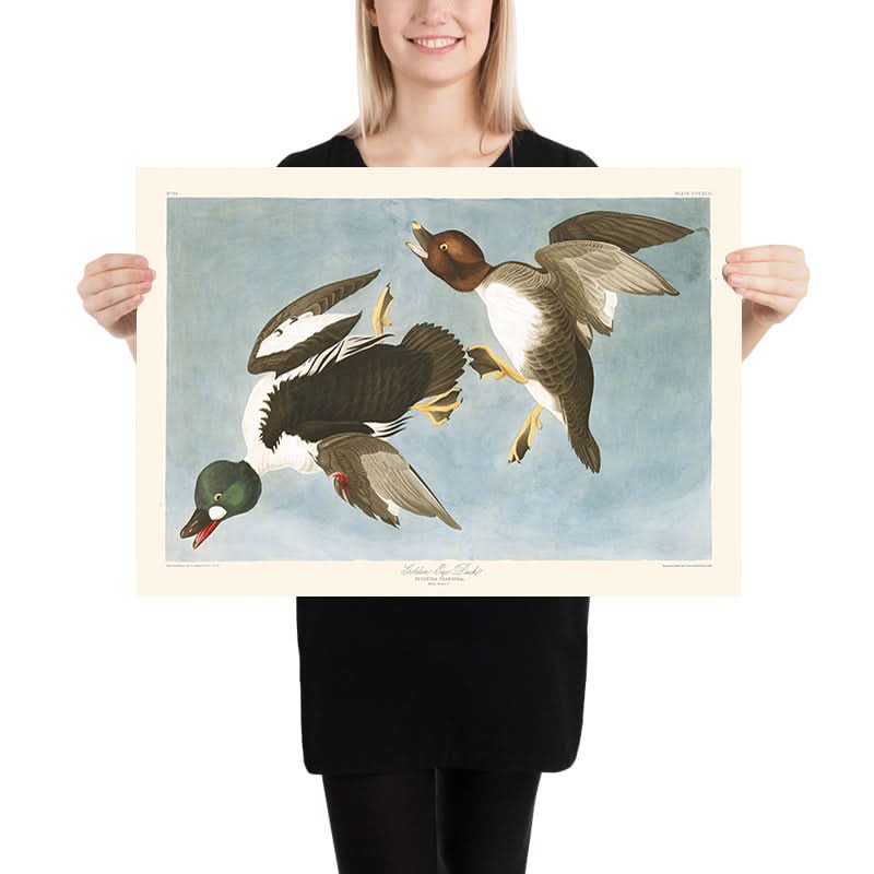 Goldaugenente (Tafel 342) von John James Audubon, 1827 