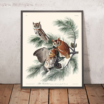 Civetta screech di John James Audubon, 1827 