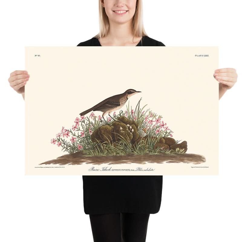 Prairie Titlark by John James Audubon, 1827