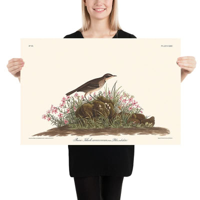 Prairie Titlark by John James Audubon, 1827