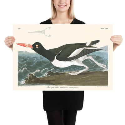 Pied Oyster-catcher by John James Audubon, 1827