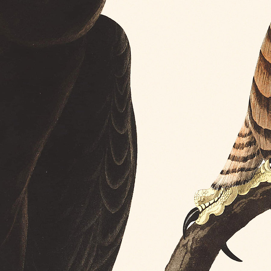 Falco dalla gamba ruvida di John James Audubon, 1827 