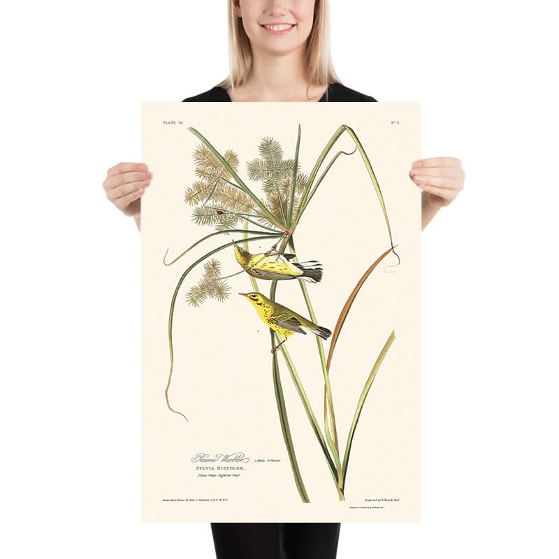 Prairie Warbler by John James Audubon, 1827