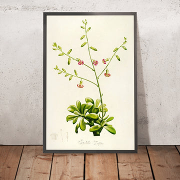 A framed image of Cotyledon lancifolium (Plate 37) by Pierre Joseph Redouté, 1813