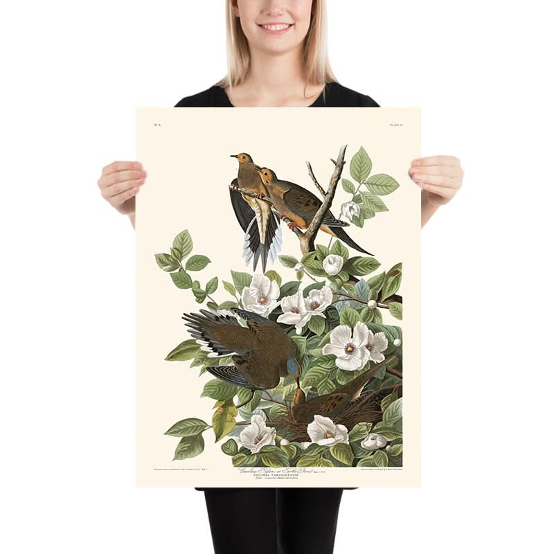 Karolina-Taube von John James Audubon, 1827 