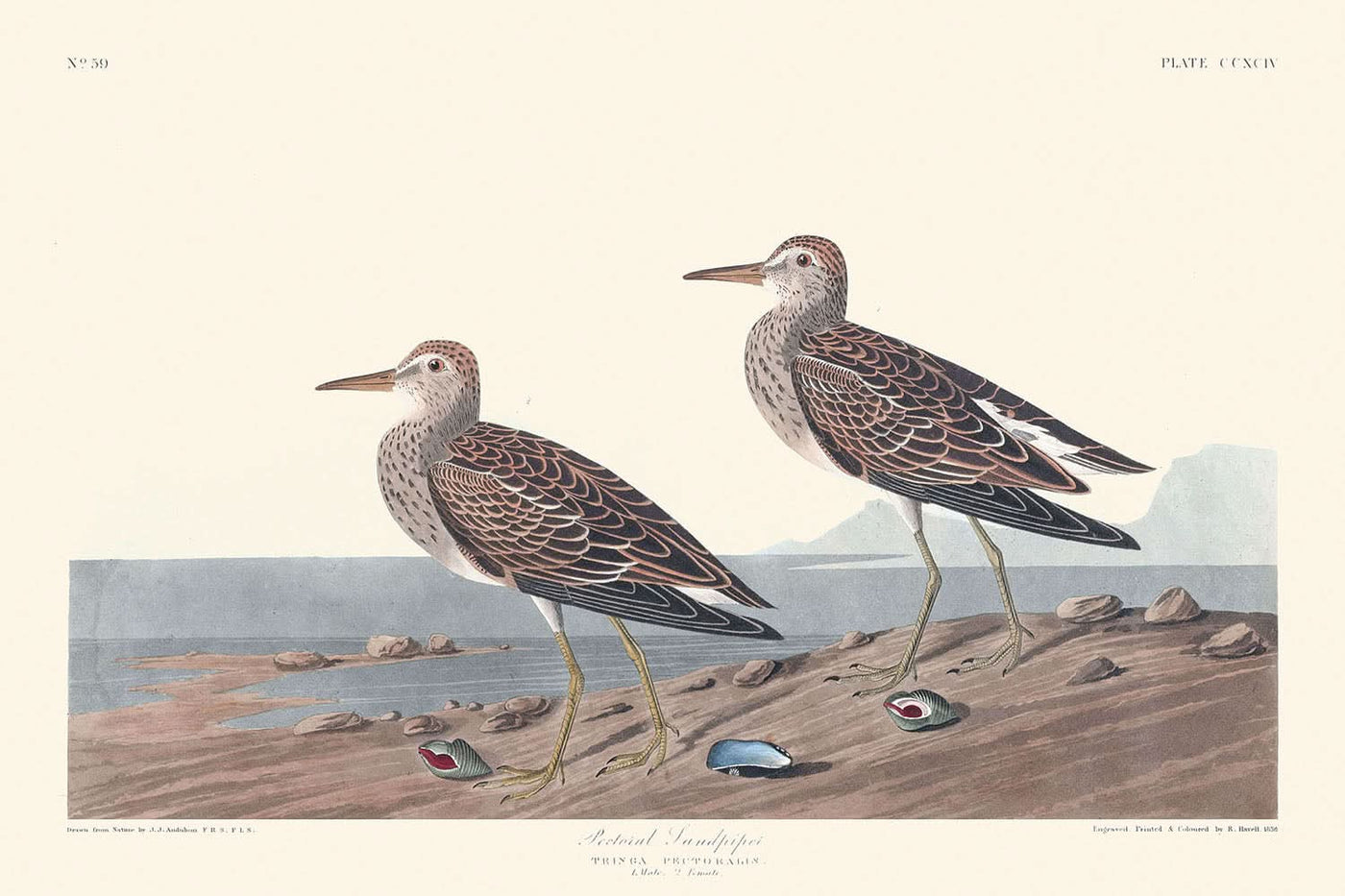 Pectoral Sandpiper by John James Audubon, 1827