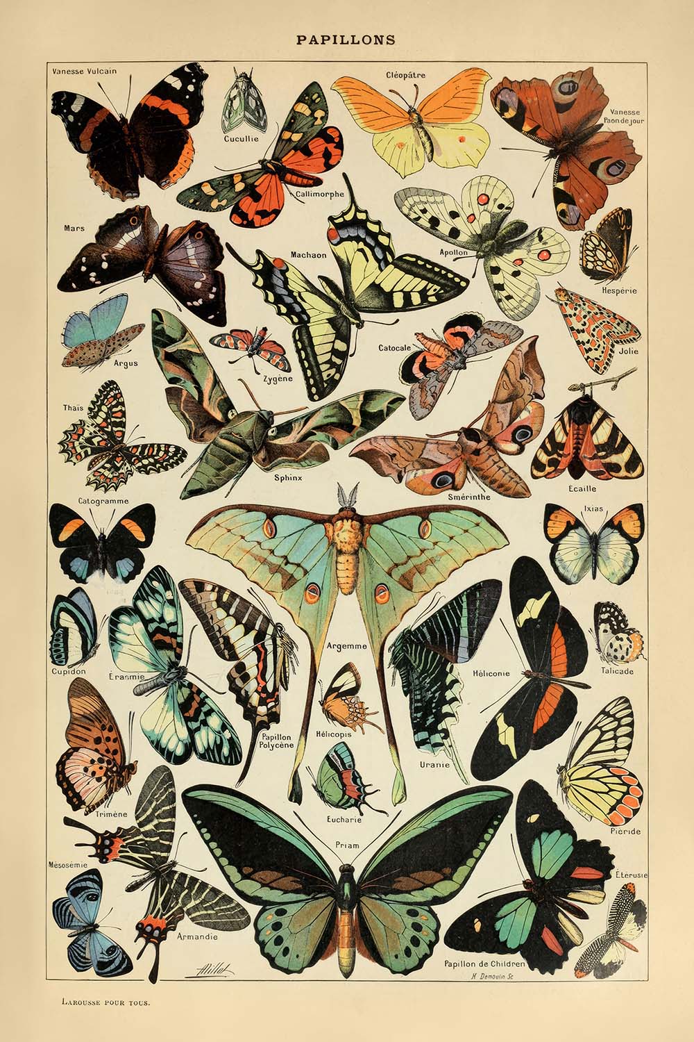 Mariposas de Adolphe Millot 1890 